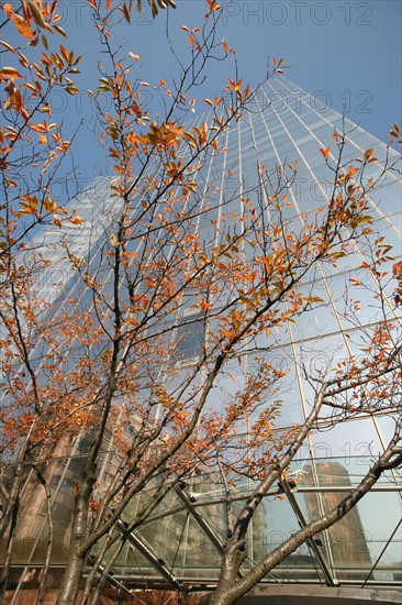 France, hauts de Seine, la defense, tours, immeubles, gratte ciel, arbre, tour elf