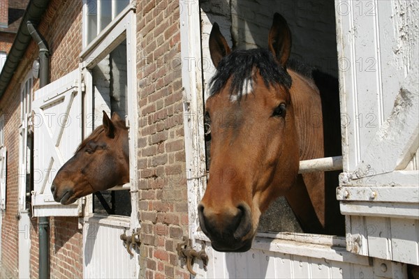 France, Normandie, orne, haras du pin, chevaux cob normands a l'ecurie, box, tete de cheval,