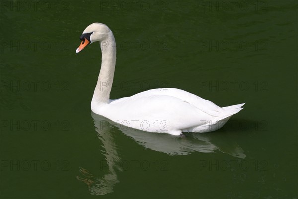 France, Basse Normandie, Manche, Cotentin, flamanville, chateau, douves, cygne,