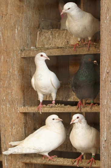 France: Normandie, agriculture, volaille, elevage de pigeonneaux,