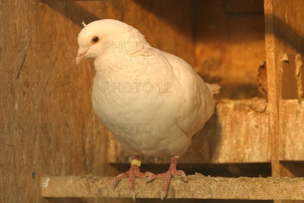 France: Normandie, agriculture, volaille, elevage de pigeonneaux,