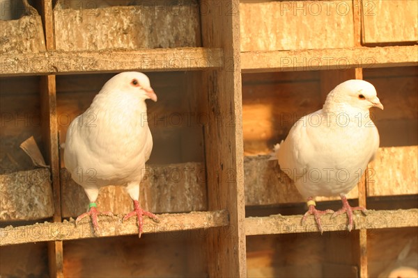 France, poultry