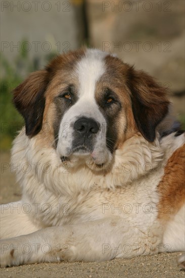 France: Normandie, animal domestique, chien, saint bernard,