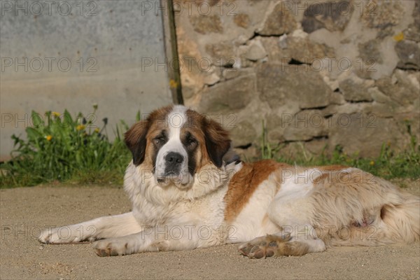 France: Normandie, animal domestique, chien, saint bernard,