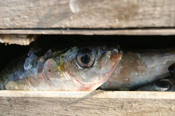 France, Basse Normandie, Manche, val de saire, port de barfleur, plus beaux villages de france, retour de peche, caisse de sardines,