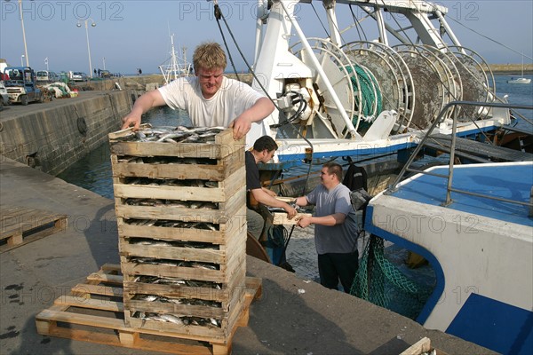 France, Basse Normandie, Manche, val de saire, port de barfleur, plus beaux villages de france, bateau de peche, catamaran, retour de peche, caisses de sardines,