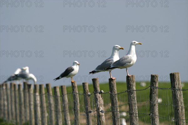 France, Basse Normandie, Manche, val de saire, ile tatihou, face a saint vaast la hougue, conservatoire du littoral, goelands poses sur une cloture,