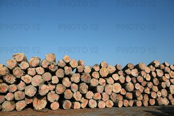 France: Normandie, Seine Maritime, vallee de la Seine, grand port de mer de Rouen, site quais en Seine a Honfleur, terminal bois, billes de bois, troncs d'arbres,