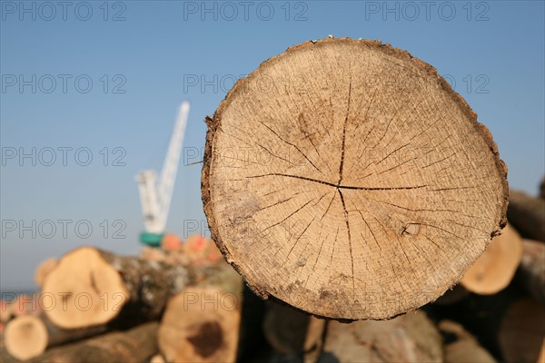 France: Normandie, Seine Maritime, vallee de la Seine, grand port de mer de Rouen, site quais en Seine a Honfleur, terminal bois, bille de bois, troncs d'arbres, grue,