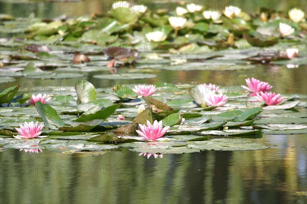 France, Normandie, eure, giverny, maison de claude monet, peintre impressionniste, nympheas, jardin, etang, fleurs,