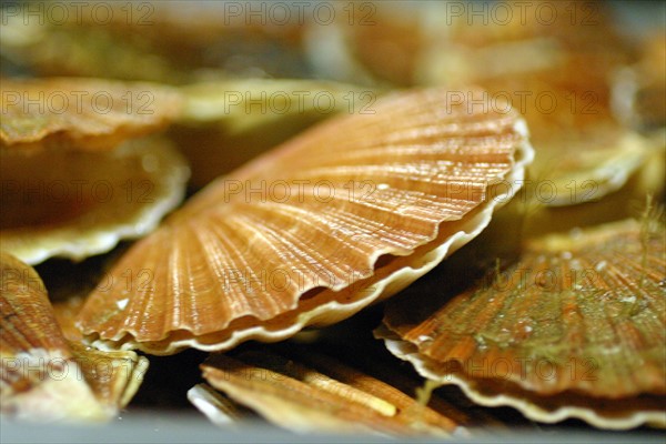 France, Basse Normandie, calvados, bessin, port en bessin, halle a maree, criee, coquille Saint Jacques fraichement debarquee, coquillage bivalve,