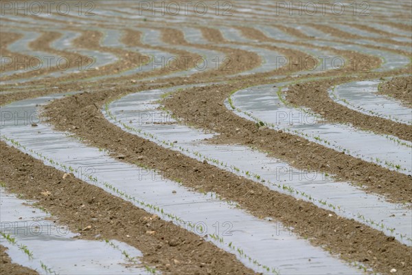 France: Normandie, agriculture, terre preparee, film plastique,