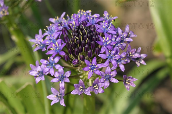 France, Basse Normandie, calvados, pays d'auge, mezidon canon, chateau de canon, jardin, parc, fleur, agapanthe,