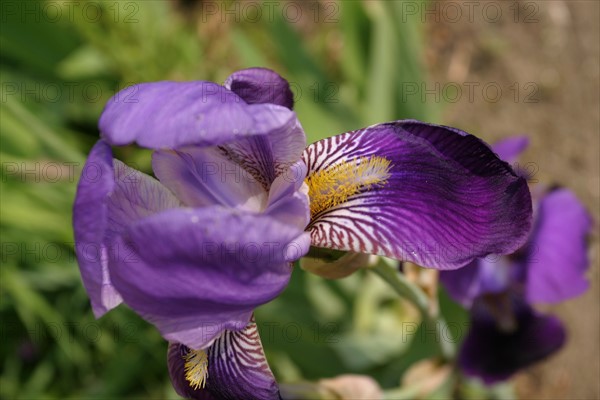 France, Basse Normandie, calvados, pays d'auge, mezidon canon, chateau de canon, jardin, parc, fleur d'iris,