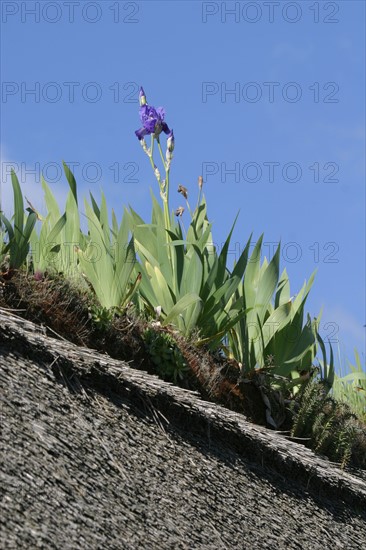 France, marais vernier