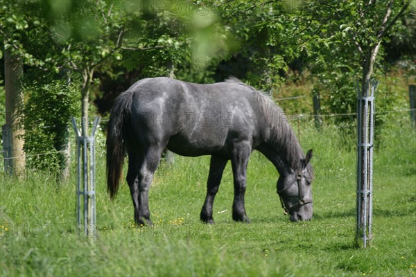 France, Haute Normandie, eure, marais vernier, reserve de la grande mare, animal, cheval gris, equide,