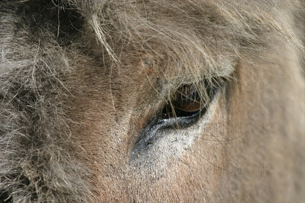 France, Haute Normandie, eure, marais vernier, reserve de la grande mare, animal, ane, detail, oeil,