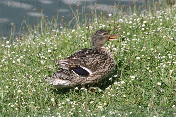 France, Haute Normandie, eure, marais vernier, reserve de la grande mare, canard,