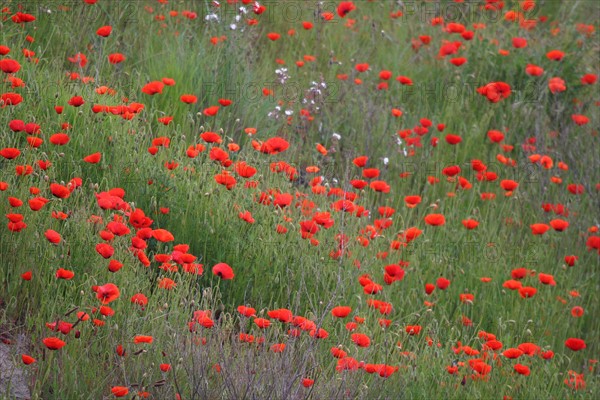 France, cotentin