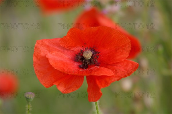 France, Basse Normandie, Manche, Cotentin, coquelicot, fleur des champs,