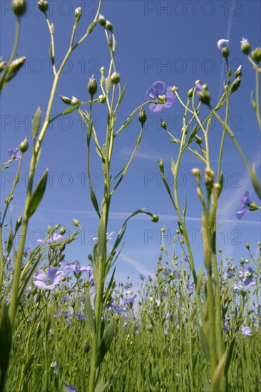 France, agriculture