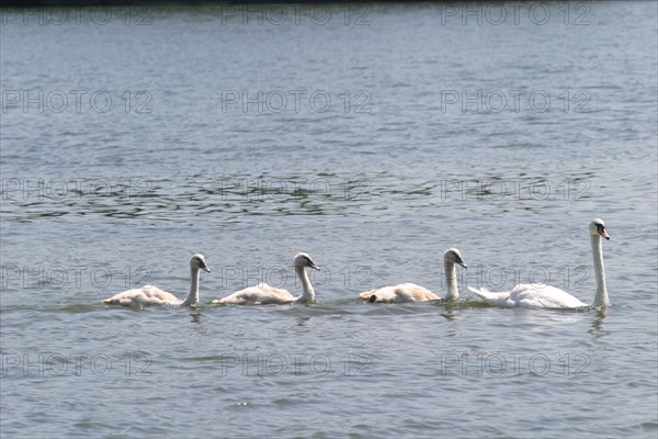 oiseaux, cygnes sur un lac, Normandie, france,