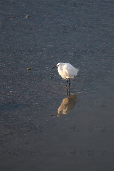 France, Basse Normandie, calvados, cabourg, plage, aigrette garzette, oiseau echassier, port