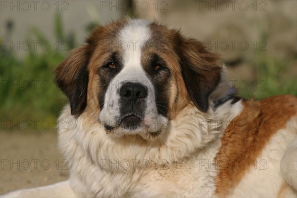 France : Normandie, animal domestique, chien, saint bernard,