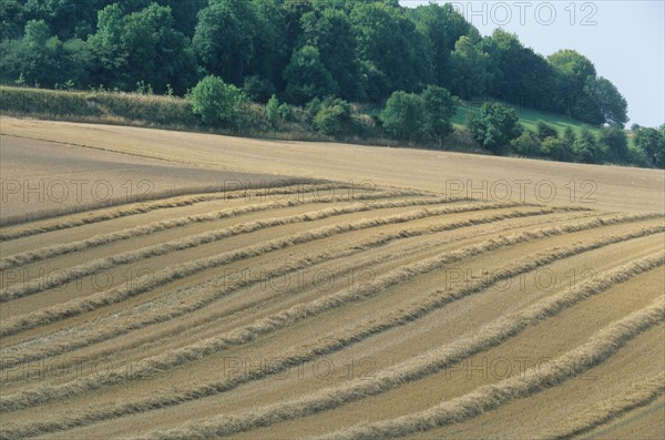 France, Haute Normandie, Seine Maritime, paysage du pays de bray en ete, bures en bray, agriculture, champs, moisson, paille,