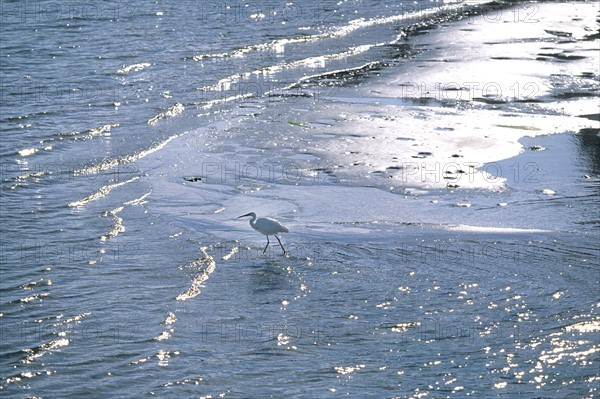 France, Bretagne, Finistere, sud, Cornouaille, riec sur belon, riviere belon, avocette elegante ,