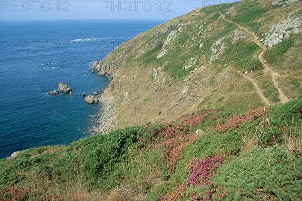 France, Basse Normandie, Manche, cotenti, cap de la hague nez de jobourg, sentier dans la falaise, randonnee, vegetation de lande,