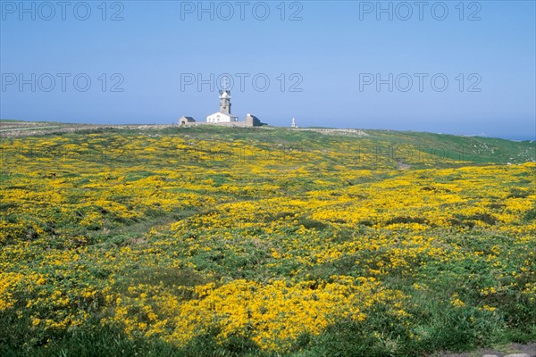 France, Bretagne, Finistere sud, Cap Sizun, Cornouaille, pointe du Raz, la lande et le semaphore, genets,