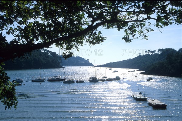 France, Bretagne, Finistere, sud, Cornouaille, riec sur belon- riviere belon, bateaux amarres, branche d'arbre,