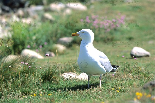 Goéland sur l'île de Bréhat