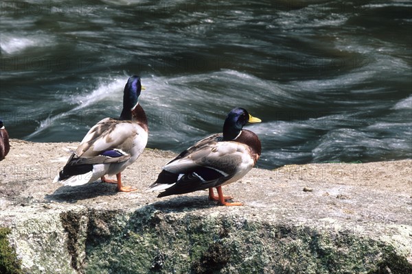 France, Bretagne, Finistere sud, Cornouaille, Pont Aven, deux canards qui regardent passer l'aven,