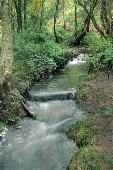 France, Bretagne, Ille et Vilaine, foret de Paimpont, legendaire Broceliande, ruisseau, le val sans retour, mystere, 

le val sans retour