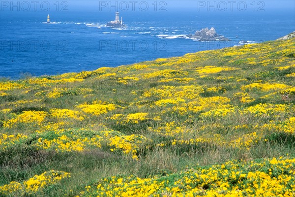 France, Bretagne, Finistere sud, Cornouaille, pointe du Raz, lande, genets, phare de la Vieille