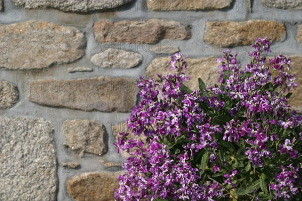 France, Bretagne, Cotes d'Armor, cote de granit rose, ploumanach, port de la Clarte, ar sklerder, plage, rivage, chemin cotier, detail mur de grait, habitat, construction, fleurs,