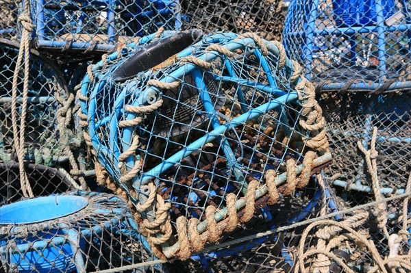 France, Bretagne, Cotes d'Armor, cote d'Emeraude, erquy, port de peche, detail casiers, peche aux crustaces