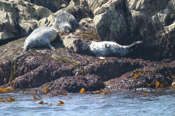 France, Bretagne, Cotes d'Armor, cote de granit rose, les sept iles, croisiere aux sept iles, colonie de phoques gris,