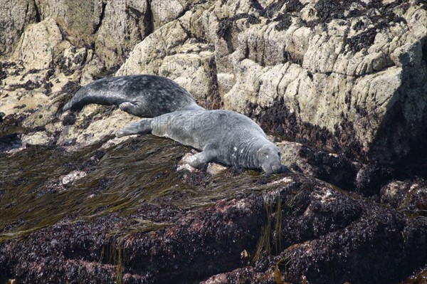 France, Bretagne, Cotes d'Armor, cote de granit rose, les sept iles, croisiere aux sept iles, colonie de phoques gris,