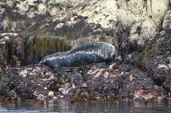 France, Bretagne, Cotes d'Armor, cote de granit rose, les sept iles, croisiere aux sept iles, colonie de phoques gris,