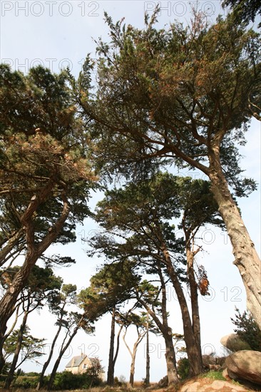 France, Bretagne, Cotes d'Armor, cote de Granit rose, tregastel, ile renote, arbres, contre plongee,