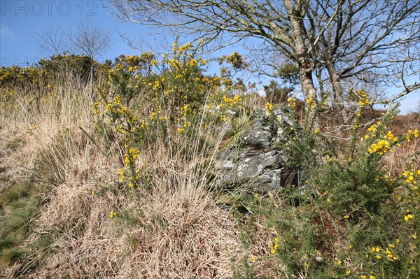 France, Bretagne, Cotes d'Armor, pays de guerledan, gorges du daoulas, landes de Liscuits, genets, fleurs jaunes,