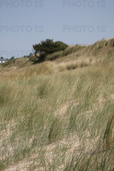 France, Bretagne, Cotes d'Armor, cote d'Emeraude, sables d'or les pins, les dunes, oyats,