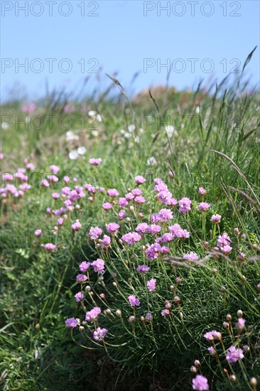 France, Bretagne, Cotes d'Armor, cote d'Emeraude, cap Frehel, armeries maritimes, fleurs, sentier des douaniers, chemin littoral, GR 34, randonnee, ciel bleu, paysage,