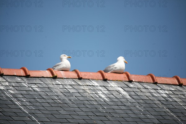 France, Bretagne, Finistere sud, pays bigouden, le guilvinec, port de peche, goelands sur le toit du centre de maree,