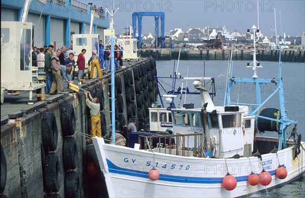 France, Bretagne, Finistere sud, pays bigouden, le guilvinec, port de peche, retour de peche
halle a maree, criee, debarque,