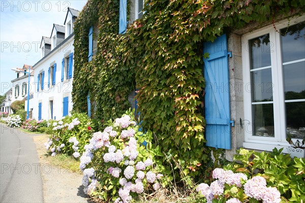 France, Bretagne, Finistere sud, Cornouaille, port de doelan, commune de clohars carnoet, maisons fleuries, hortensias,