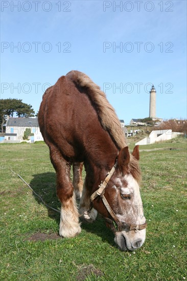 France, Bretagne, Finistere nord, pays du leon, ile de Batz, face a roscoff, cheval de trait au pre, phare au fond,